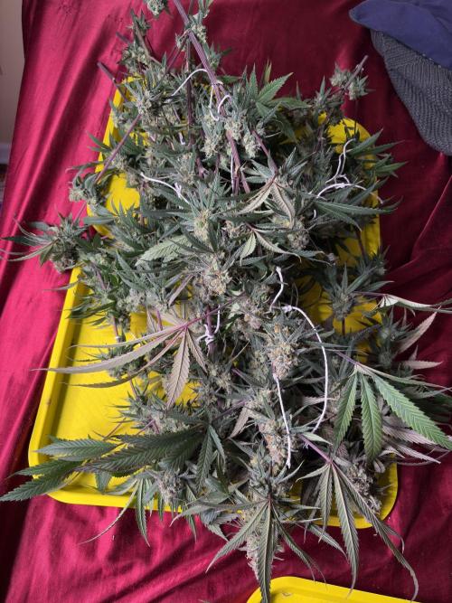 Black Sugar 2.0. Week 17