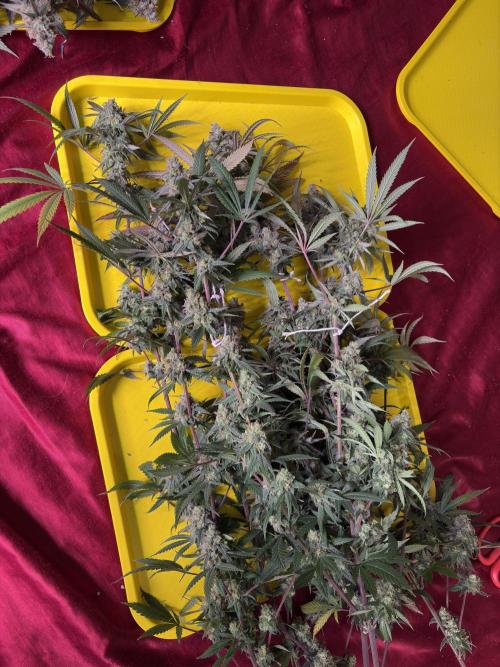 Black Sugar 2.0. Week 17