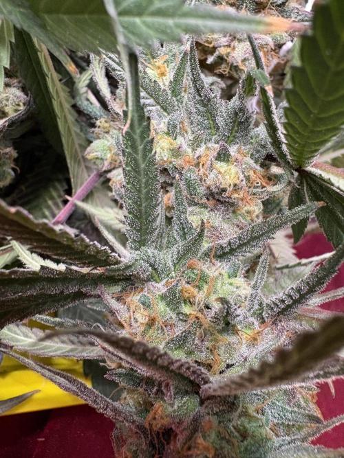 Black Sugar 2.0. Week 17