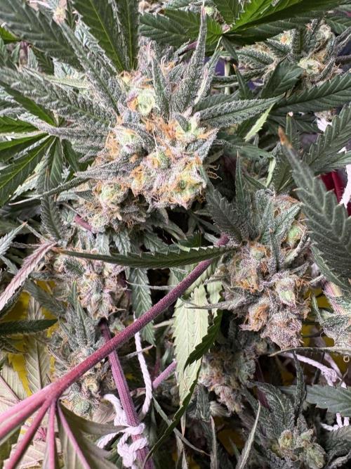 Black Sugar 2.0. Week 17