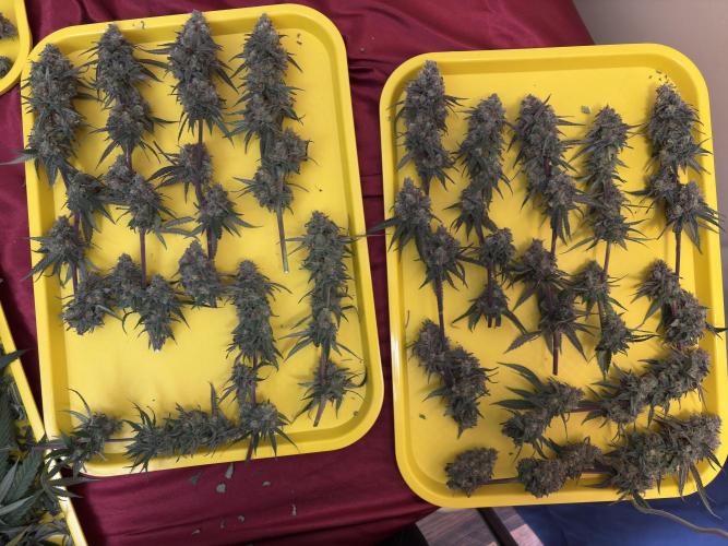 Black Sugar 2.0. Week 17