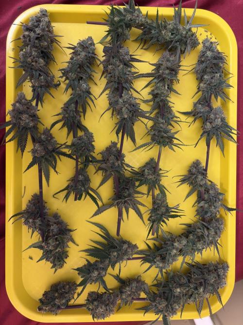 Black Sugar 2.0. Week 17