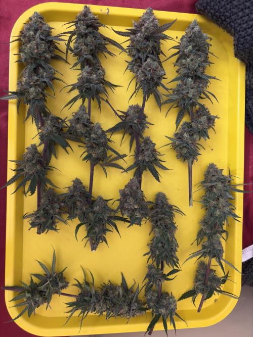 Black Sugar 2.0. Week 17