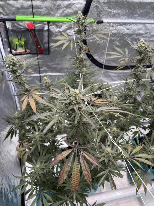 Lemon Cherry Gelato. Week 16