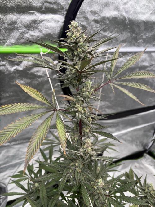 Lemon Cherry Gelato. Week 16