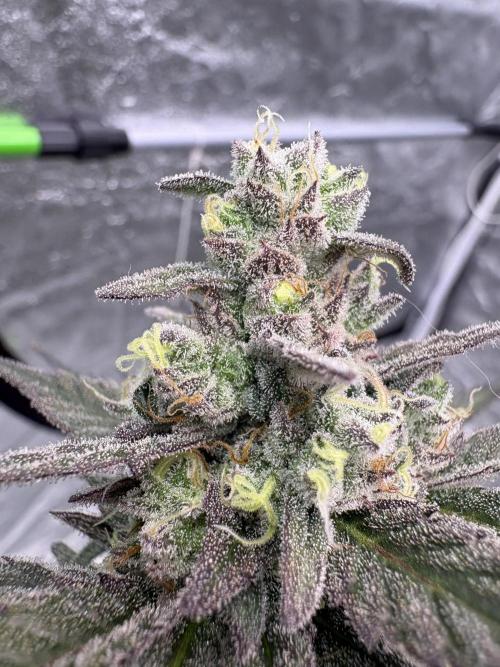 Lemon Cherry Gelato. Week 16