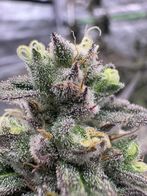 Lemon Cherry Gelato. Week 16