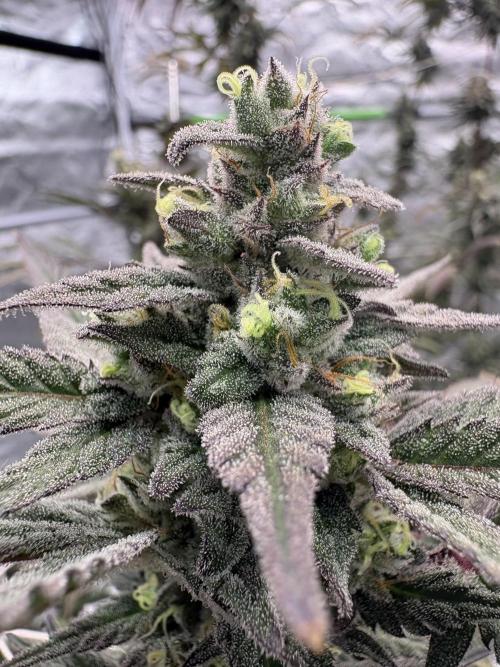 Lemon Cherry Gelato. Week 16