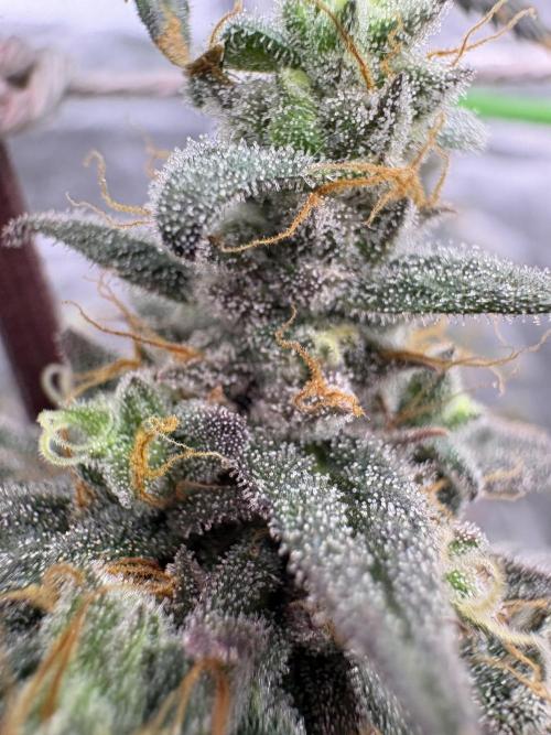 Truffle Jordan. Week 17