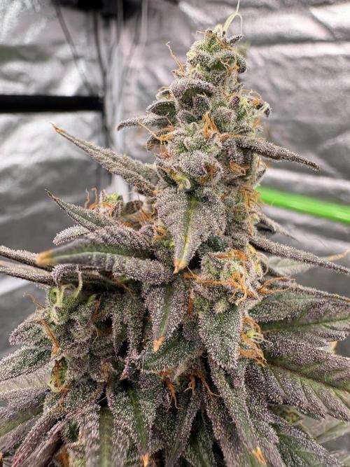 Truffle Jordan. Week 17