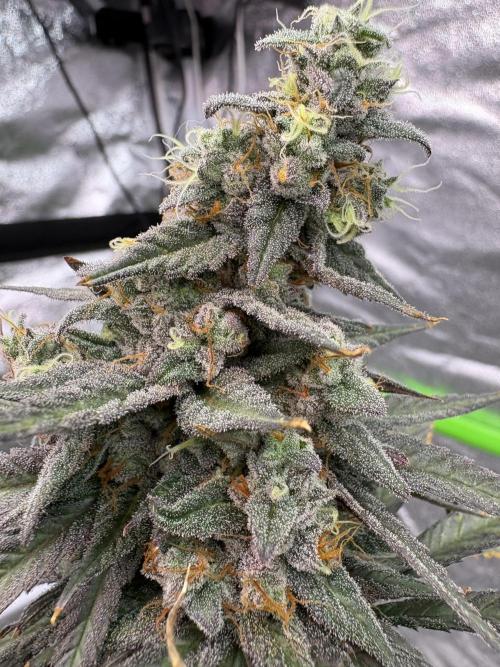 Truffle Jordan. Week 17