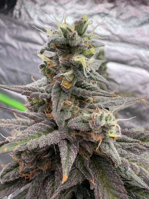 Truffle Jordan. Week 17