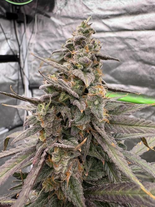 Truffle Jordan. Week 17