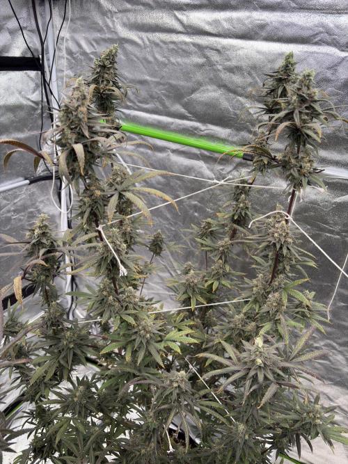 Truffle Jordan. Week 17