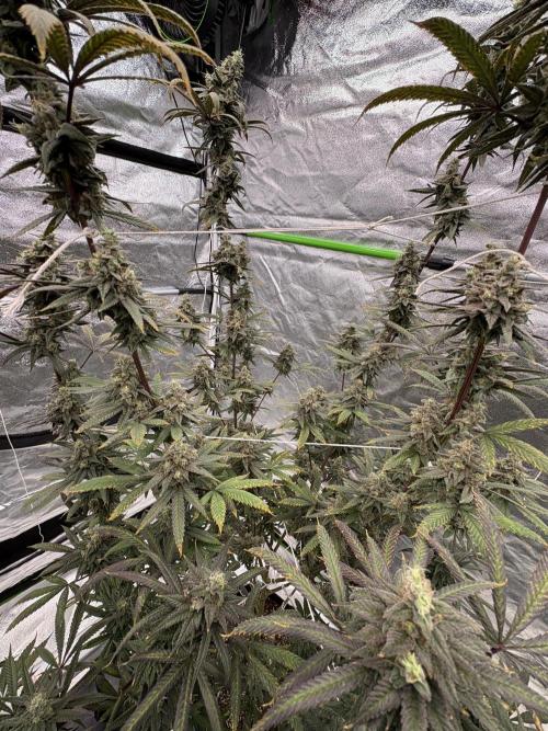 Truffle Jordan. Week 17