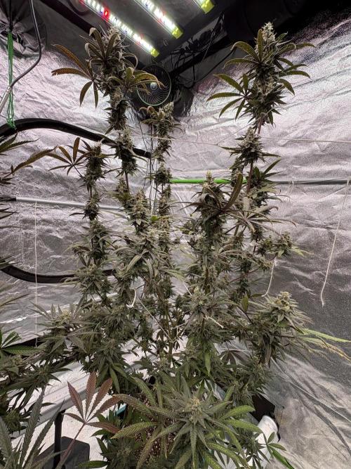 Truffle Jordan. Week 17