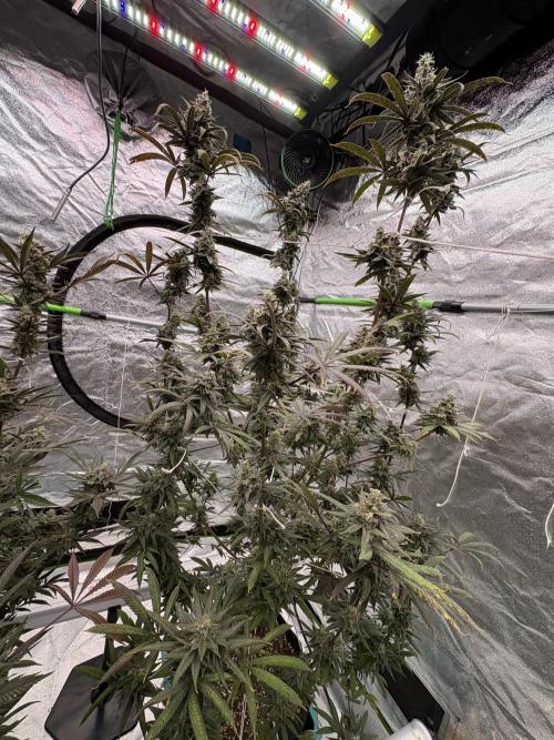 Truffle Jordan. Week 17