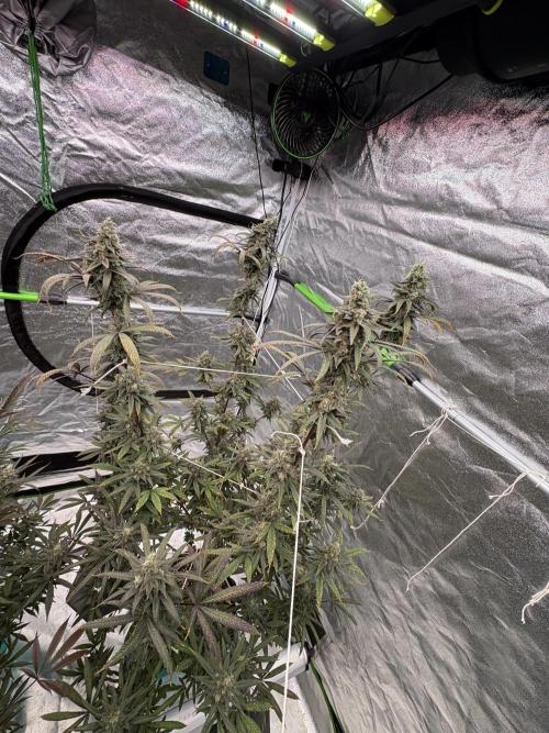 Truffle Jordan. Week 17