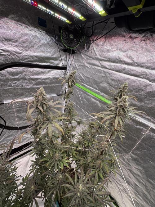 Truffle Jordan. Week 17