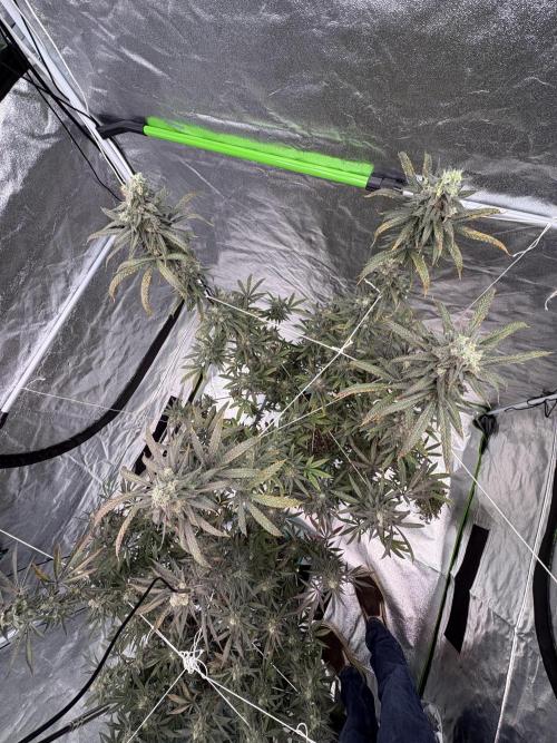 Truffle Jordan. Week 17