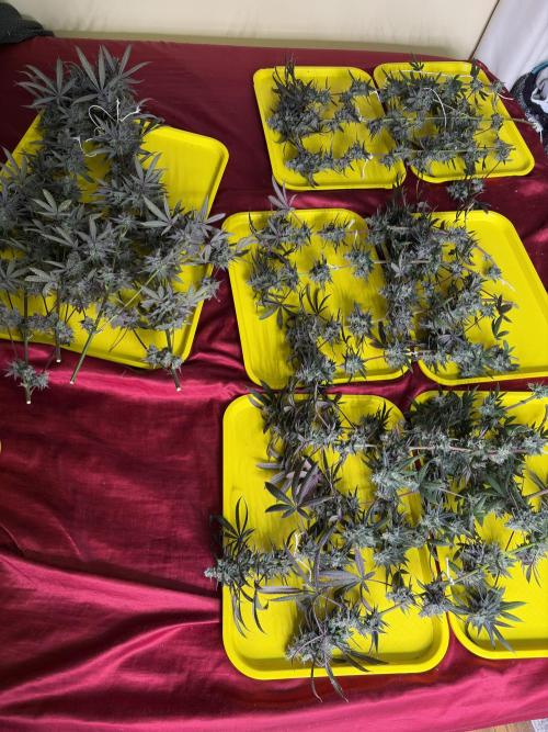 Truffle Jordan. Week 17