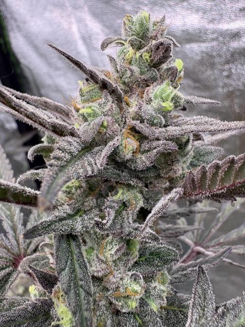 Lemon Cherry Gelato. Week 17