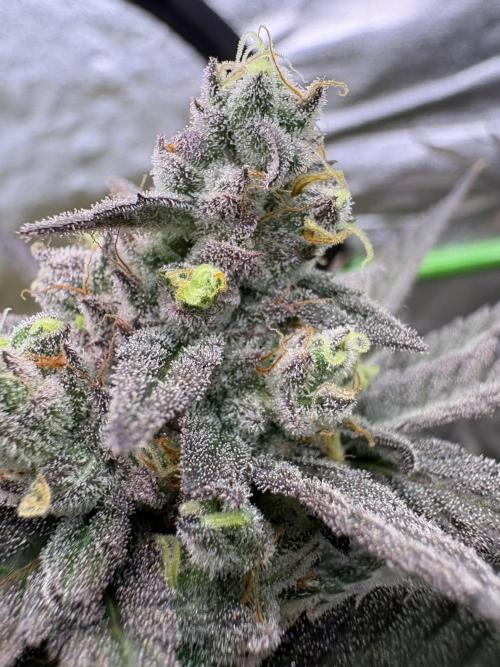 Lemon Cherry Gelato. Week 17