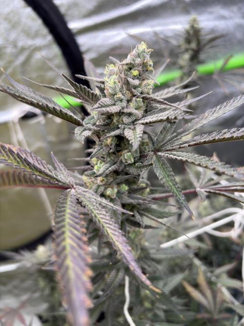 Lemon Cherry Gelato. Week 17