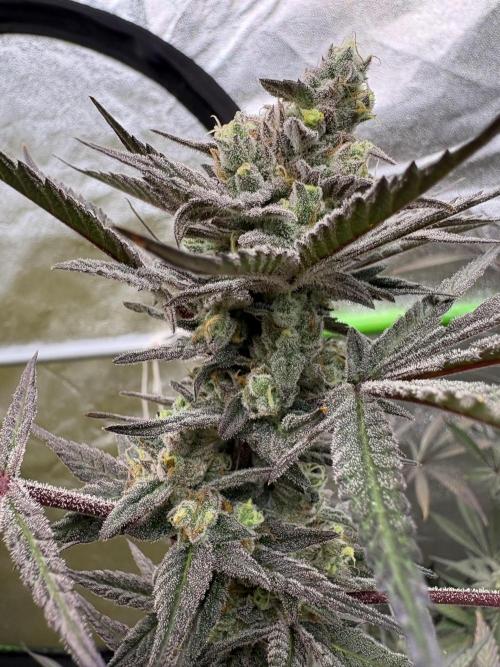 Lemon Cherry Gelato. Week 17