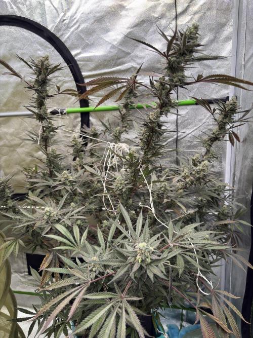 Lemon Cherry Gelato. Week 17