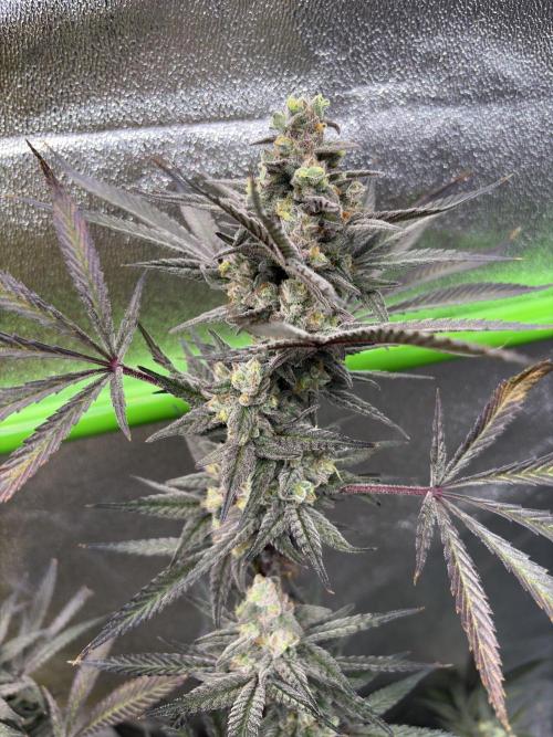 Lemon Cherry Gelato. Week 17