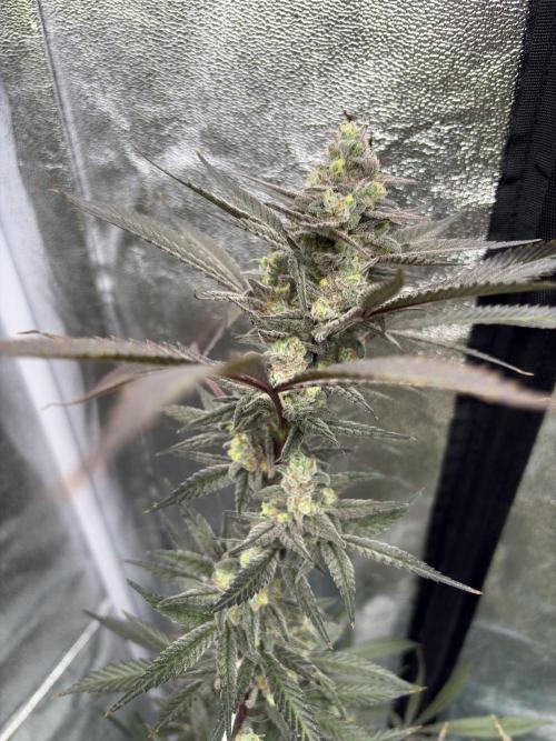 Lemon Cherry Gelato. Week 17