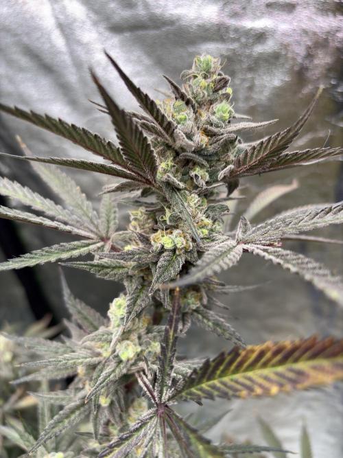 Lemon Cherry Gelato. Week 17