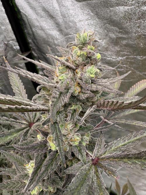 Lemon Cherry Gelato. Week 17