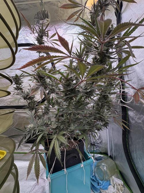 Lemon Cherry Gelato. Week 17