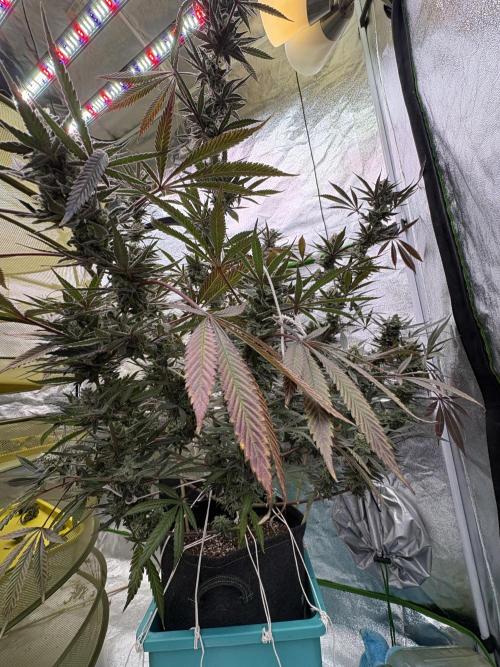 Lemon Cherry Gelato. Week 17