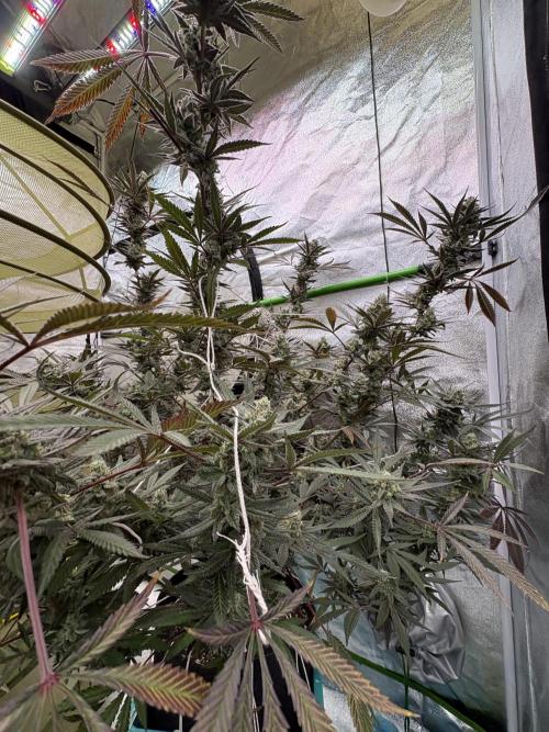 Lemon Cherry Gelato. Week 17