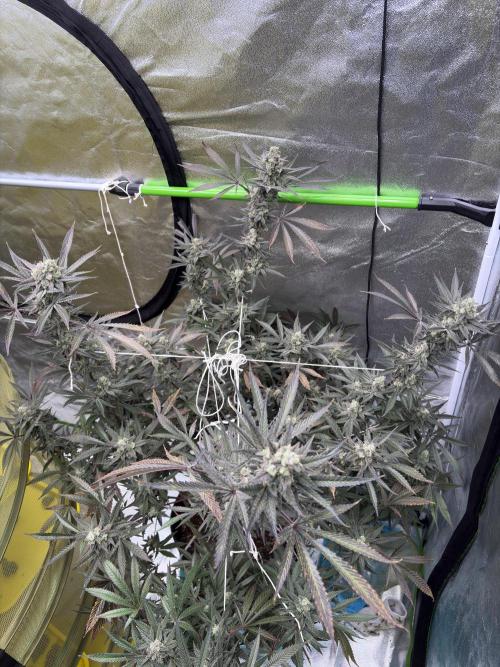 Lemon Cherry Gelato. Week 17