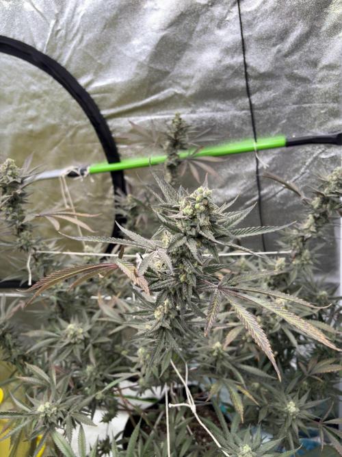 Lemon Cherry Gelato. Week 17