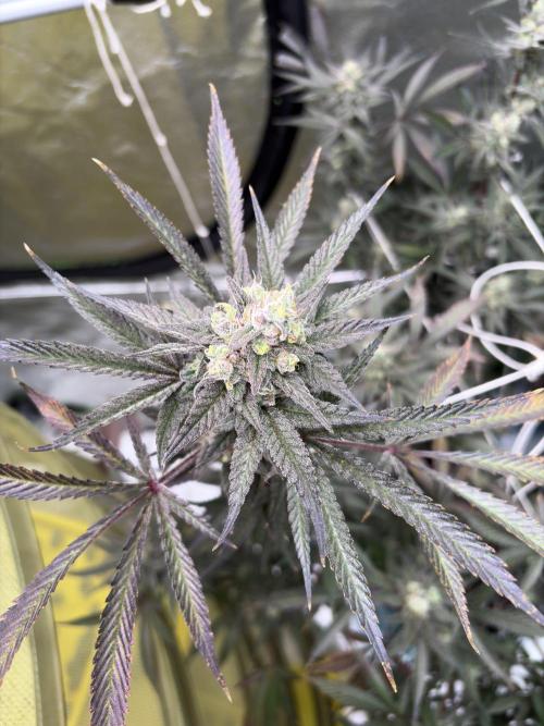 Lemon Cherry Gelato. Week 17