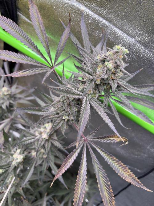 Lemon Cherry Gelato. Week 17