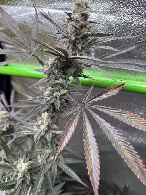 Lemon Cherry Gelato. Week 17