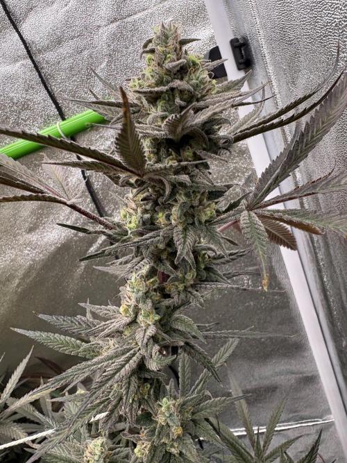 Lemon Cherry Gelato. Week 17