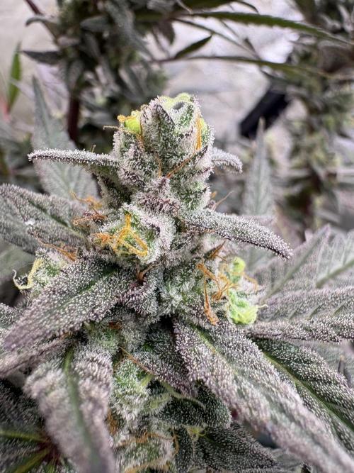 Lemon Cherry Gelato. Week 17