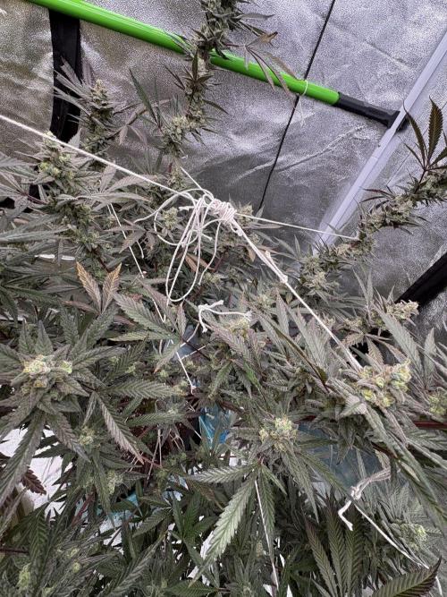 Lemon Cherry Gelato. Week 17