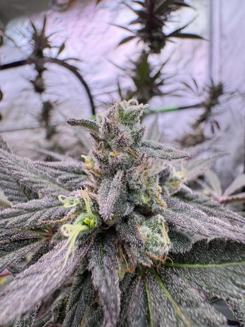 Lemon Cherry Gelato. Week 17