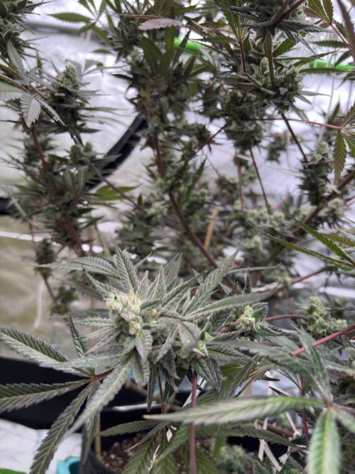 Lemon Cherry Gelato. Week 17