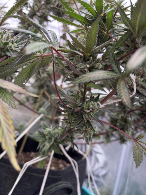 Lemon Cherry Gelato. Week 17