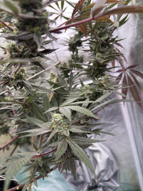 Lemon Cherry Gelato. Week 17