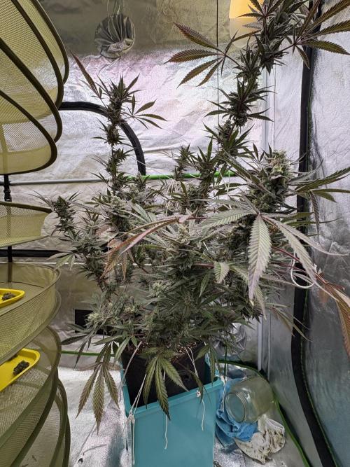 Lemon Cherry Gelato. Week 17